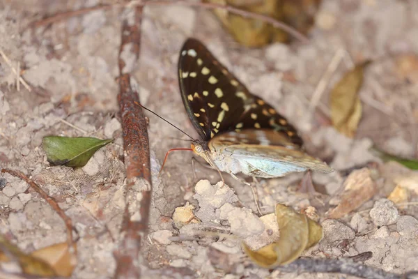 Stor Fjäril Med Gula Vingar Isolat Naturen — Stockfoto