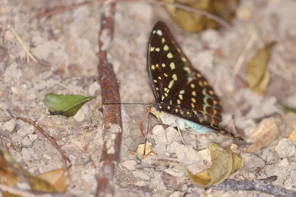 Big Butterfly Yellow Wings Isolate Nature — Stock Photo, Image