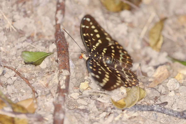 Big Butterfly Yellow Wings Isolate Nature — Stock Photo, Image