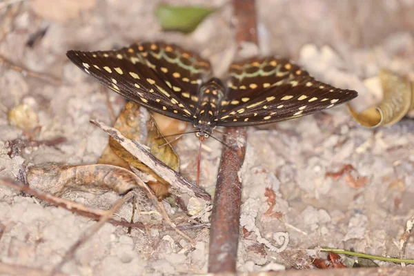 Mariposa Grande Con Alas Amarillas Aislada Naturaleza —  Fotos de Stock