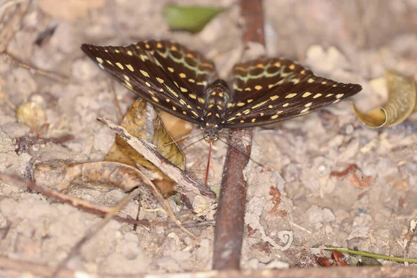 Grand Papillon Aux Ailes Jaunes Isolé Sur Nature — Photo