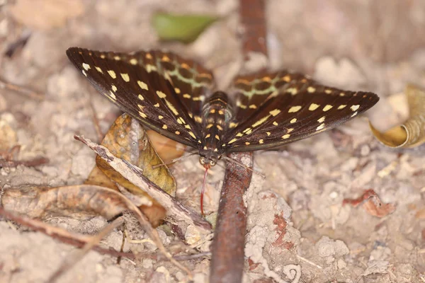 Grand Papillon Aux Ailes Jaunes Isolé Sur Nature — Photo