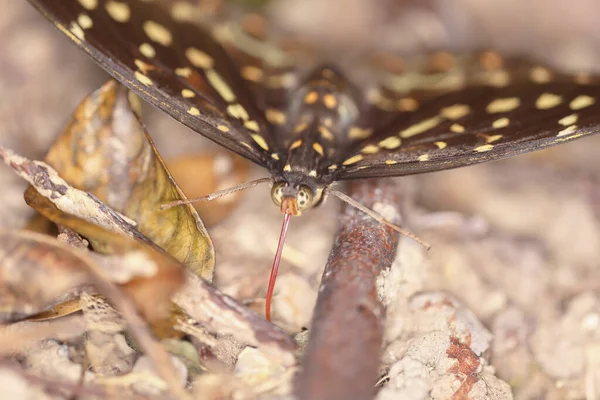 Big Butterfly Yellow Wings Isolate Nature — Stock Photo, Image