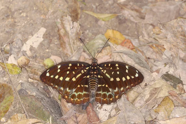 Stor Fjäril Med Gula Vingar Isolat Naturen — Stockfoto