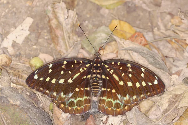 Stor Fjäril Med Gula Vingar Isolat Naturen — Stockfoto