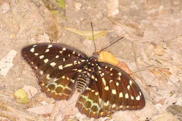Большая Бабочка Жёлтыми Крыльями Изолированная Природы — стоковое фото