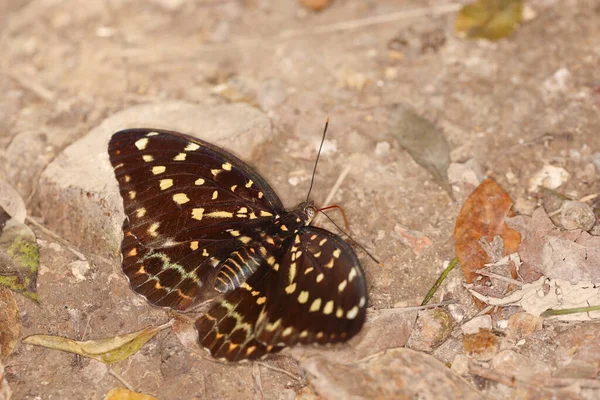 Stor Fjäril Med Gula Vingar Isolat Naturen — Stockfoto