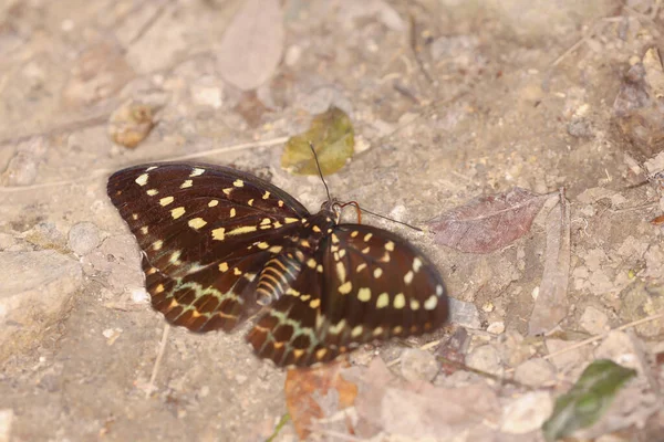 Mariposa Grande Con Alas Amarillas Aislada Naturaleza — Foto de Stock