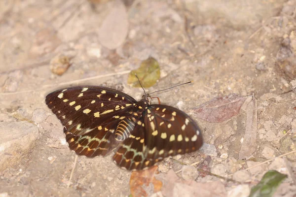 Stor Fjäril Med Gula Vingar Isolat Naturen — Stockfoto