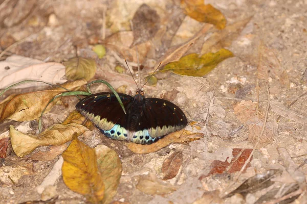 Die Blauen Falter Hintergrund Der Natur — Stockfoto