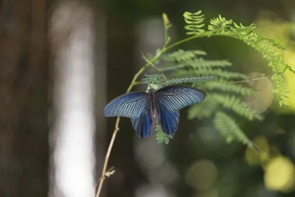 中国の森で人気のスイカズラの蝶を見たことがありますか — ストック写真