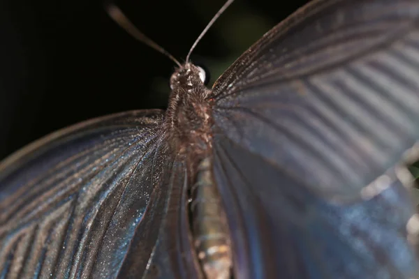中国の森で人気のスイカズラの蝶を見たことがありますか — ストック写真