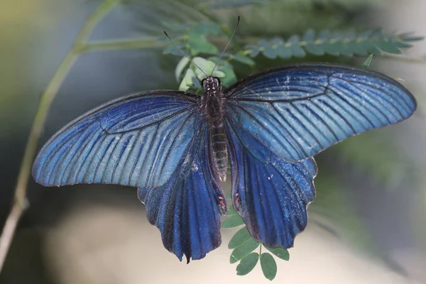 Atrophaneura Alcinous Beautiful Popular Swallowtail Butterfly Woodlands China — Stock Photo, Image