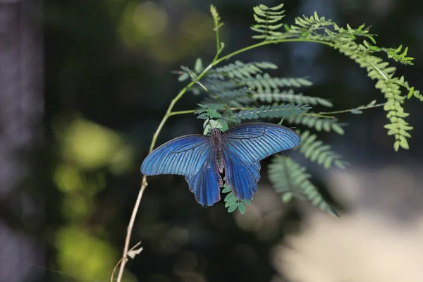 Bir Atrophaneura Alcinous Güzel Popüler Kırlangıç Kelebeği Çin Deki Ormanlardan — Stok fotoğraf