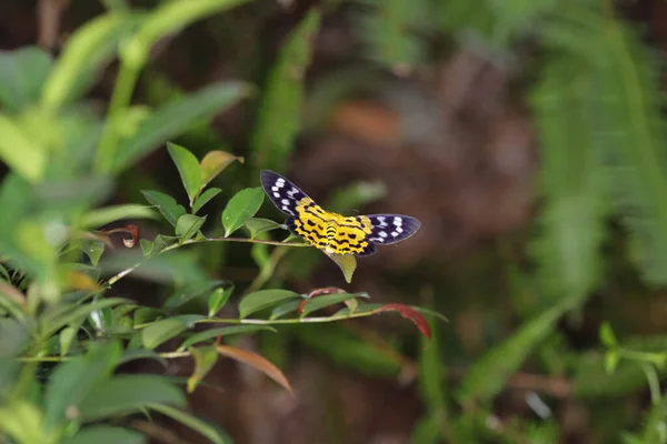 Les Papillons Nuit Obeidia Tigrata Fond Nature — Photo