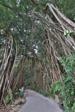 30 Ekim 2020 Lugard Yolu, Hong Kong 'da şampiyon bir ağaç.