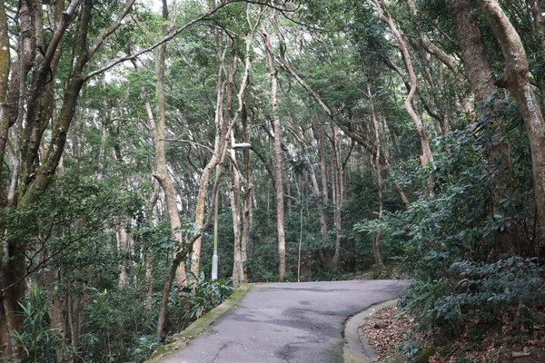 Μονοπάτι Της Φύσης Στο Lung Shan Fitness Trail Οκτ 2020 — Φωτογραφία Αρχείου