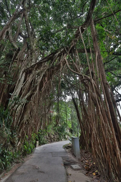 Okt 2020 Mästare Träd Lugard Road Hong Kong — Stockfoto