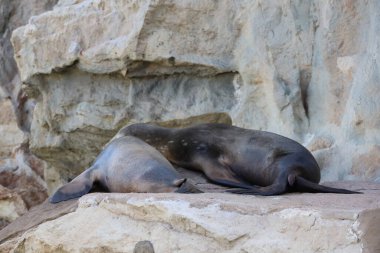 18 Kasım 2020 Kaliforniya deniz aslanı zaoo, Hong Kong 'da. 