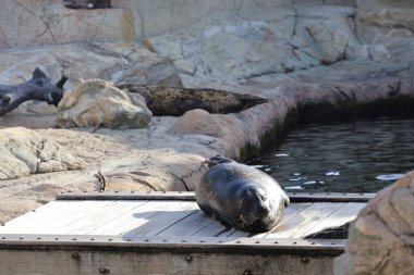 18 Kasım 2020 Kaliforniya deniz aslanı zaoo, Hong Kong 'da. 