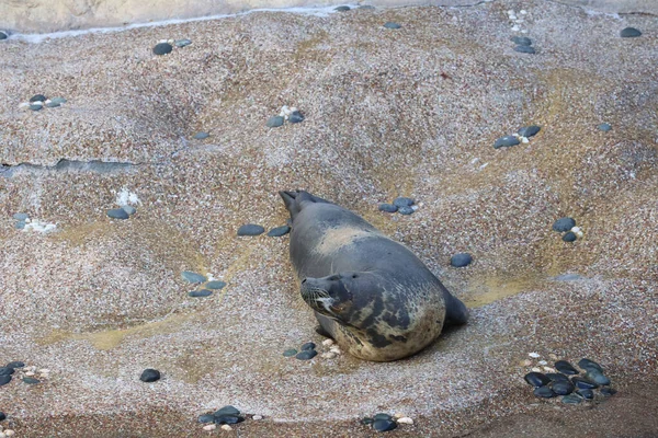 Nov 2020 Foca Del Puerto Parque Hong Kong — Foto de Stock