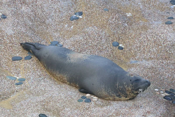 Nov 2020 Foca Del Puerto Parque Hong Kong — Foto de Stock