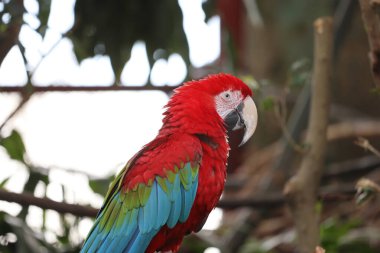 Dala tünemiş makarnanın yakın çekimi