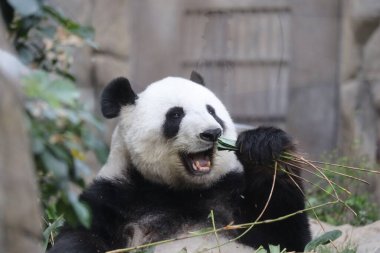 Dev Panda, Bambu Yiyen Panda