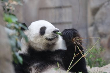 Dev Panda, Bambu Yiyen Panda