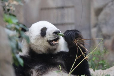 Dev Panda, Bambu Yiyen Panda