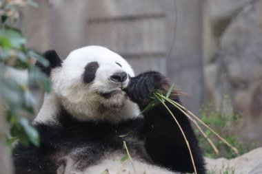 Dev Panda, Bambu Yiyen Panda