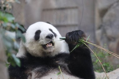 Dev Panda, Bambu Yiyen Panda