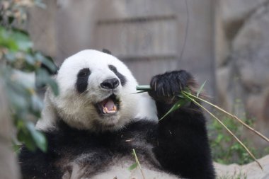 Dev Panda, Bambu Yiyen Panda