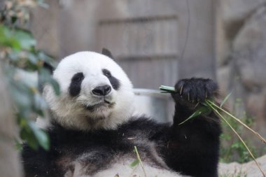 Dev Panda, Bambu Yiyen Panda