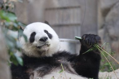 Dev Panda, Bambu Yiyen Panda