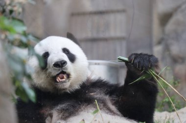 Dev Panda, Bambu Yiyen Panda