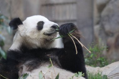 Dev Panda, Bambu Yiyen Panda