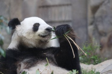 Dev Panda, Bambu Yiyen Panda