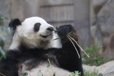 Dev Panda, Bambu Yiyen Panda