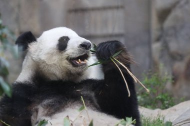 Dev Panda, Bambu Yiyen Panda