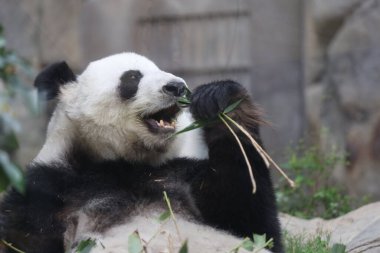 Dev Panda, Bambu Yiyen Panda