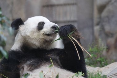 Dev Panda, Bambu Yiyen Panda