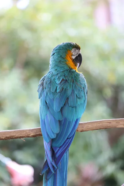 野生のMacore Bird Hold Branchに住む自由がない鳥 — ストック写真