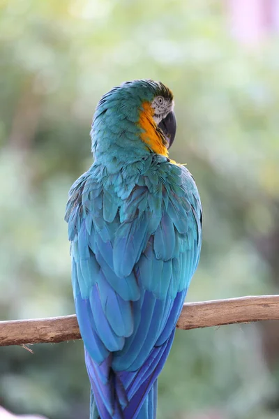 Birds Lacking Freedom Live Wild Macore Bird Hold Branch — Stock Photo, Image