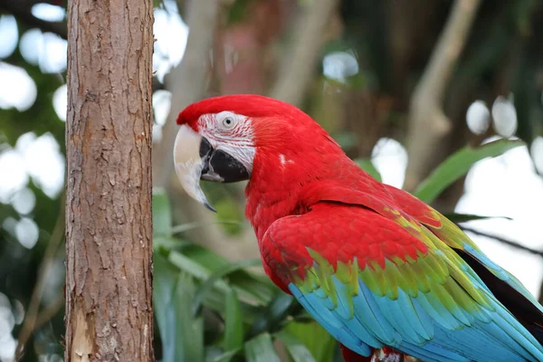 Dala tünemiş makarnanın yakın çekimi