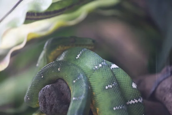 Grüne Boa Schlange Grüne Baumpython Morelia Viridis — Stockfoto