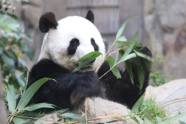 Reuzenpanda Een Panda Die Bamboe Eet — Stockfoto