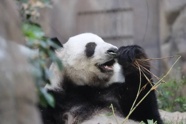 Der Große Panda Ein Panda Der Bambus Frisst — Stockfoto