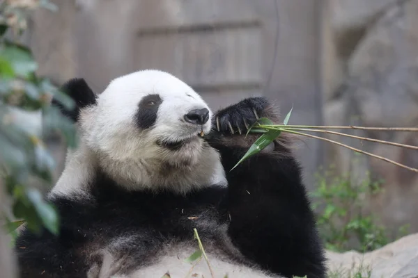 Panda Gigante Panda Comendo Bambu — Fotografia de Stock