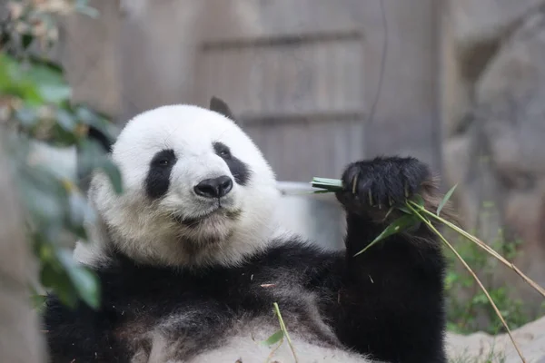 Reuzenpanda Een Panda Die Bamboe Eet — Stockfoto
